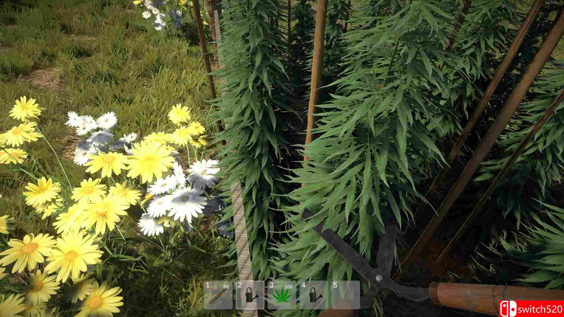 《杂草农夫模拟器（Weed Farmer Simulator）》Build 5634893 P2P硬盘版[EN]_3