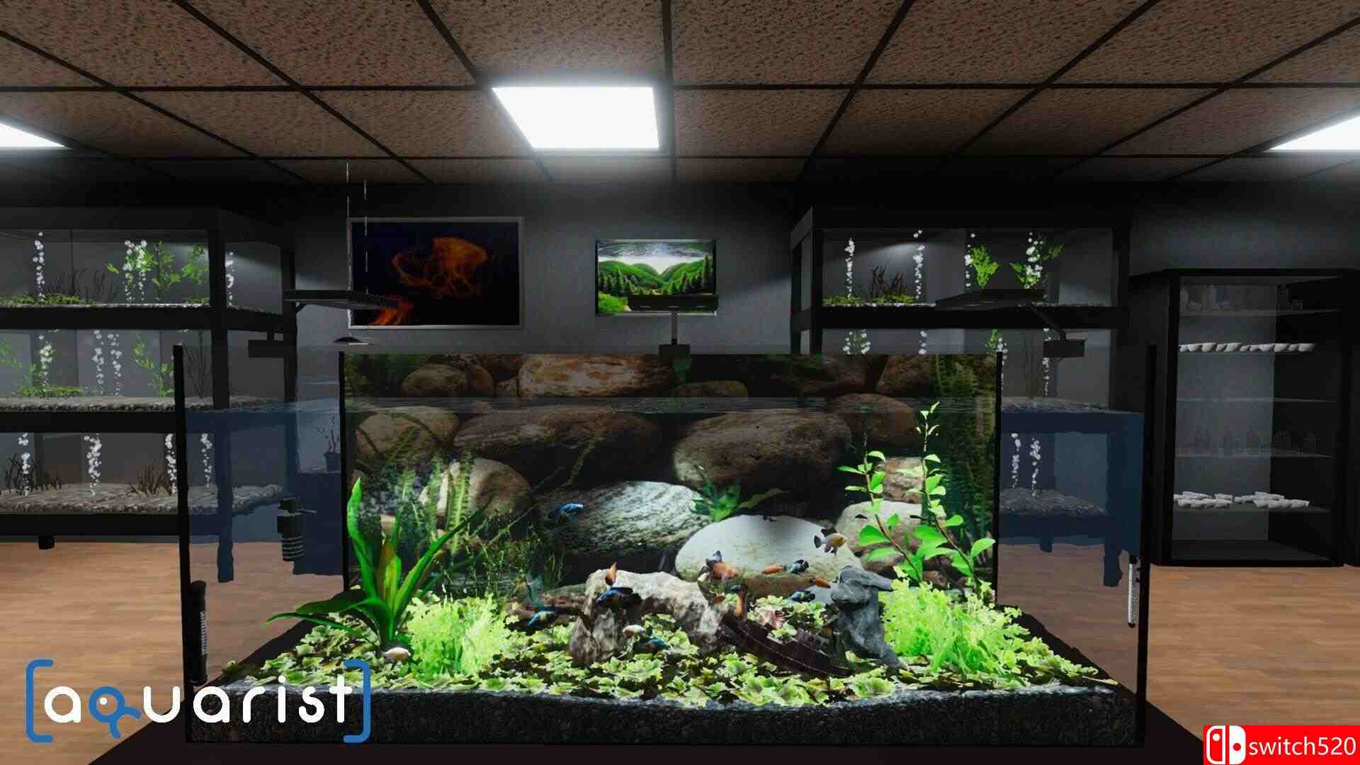 《水族馆（Aquarist）》官方中文 集成水产超市DLC TENOKE镜像版[CN/TW/EN/JP]_1