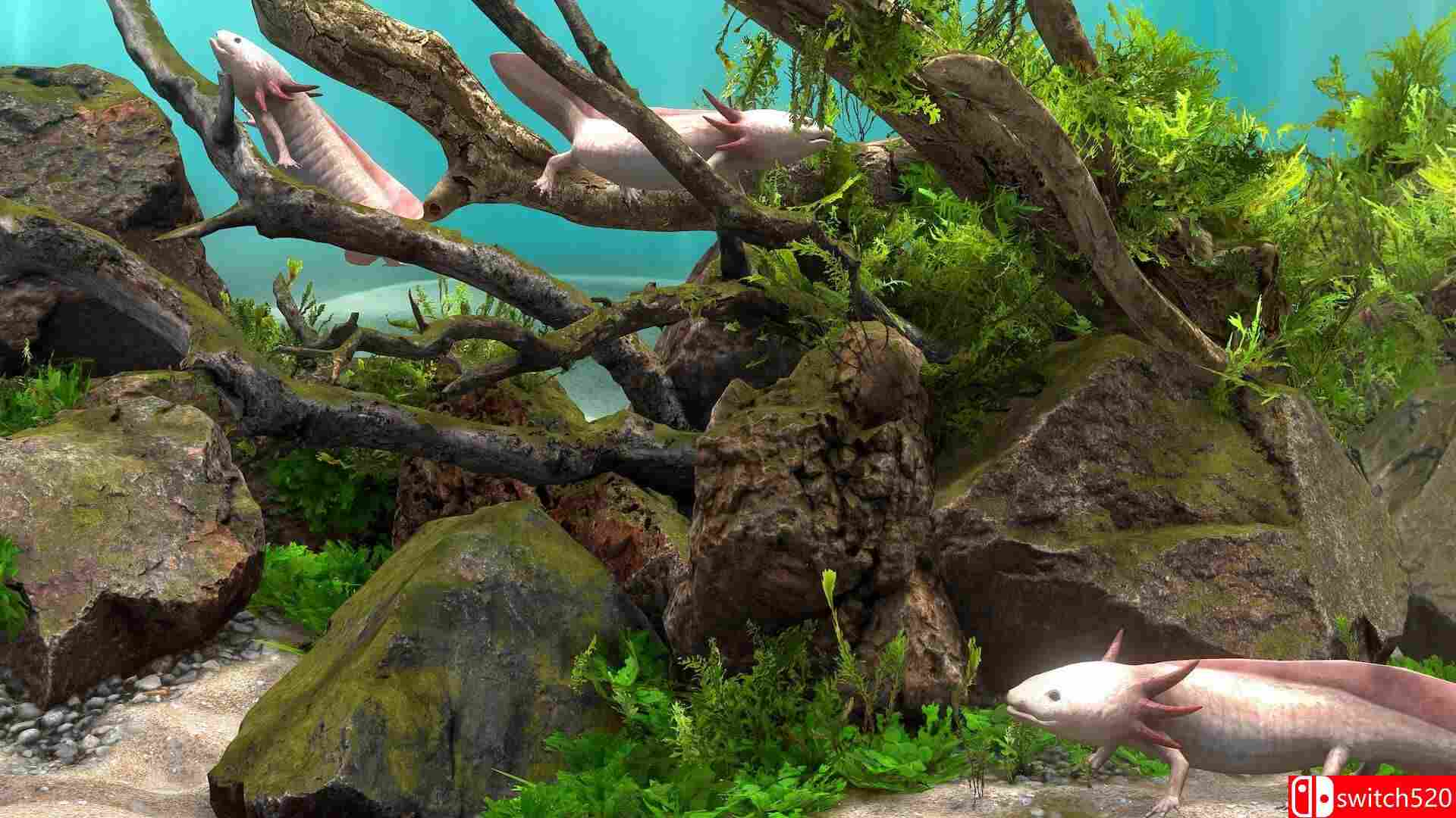 《玻璃背后：水族馆模拟器（Behind Glass: Aquarium Simulator）》TENOKE镜像版[EN/JP]_4