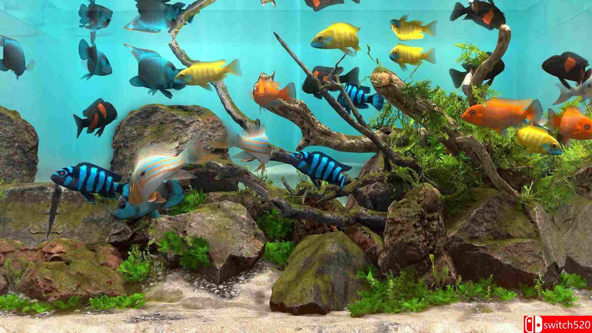 《玻璃背后：水族馆模拟器（Behind Glass: Aquarium Simulator）》TENOKE镜像版[EN/JP]_1