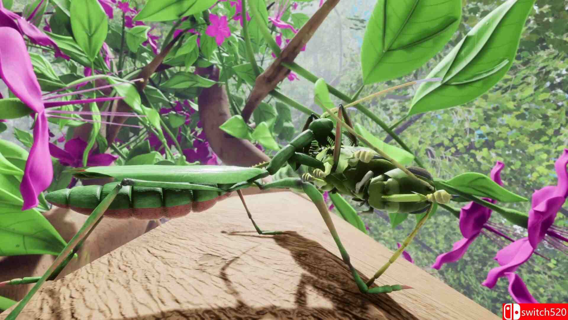 《自然与生命：沉醉于花蜜（Nature Life - Drunk On Nectar）》集成孔雀跳蛛DLC TENOKE镜像版[EN]_2