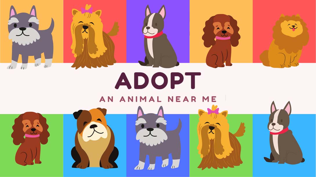 在我附近收养一只动物 Adopt an animal near me_Switch游戏_任天堂switch游戏下载_ns游戏下载_switch游戏下载_大气层游戏_TX游戏_xci游戏_nsp游戏_nsz游戏_switch金手指_ns金手指mod_任天堂游戏修改_switch520_Switch2_switch游戏下载_switch520_0